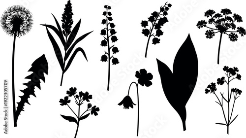 Wildflower silhouette illustration, botanical plant vector, dandelion seed head, floral artwork design, meadow flower sketch, black and white drawing