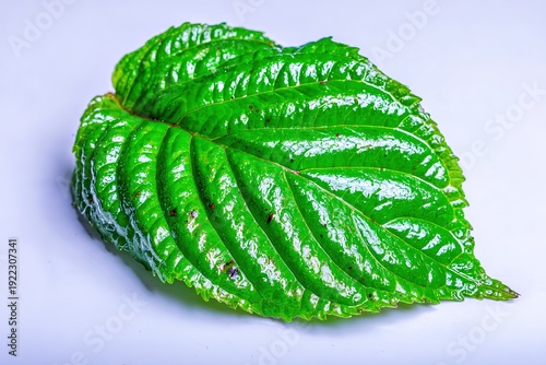 Single fresh green leaf with visible veins isolated on white background, for botanical study and eco-friendly design elements