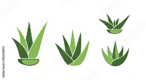 Aloe leaf Line art minimal colorful illustration.eps