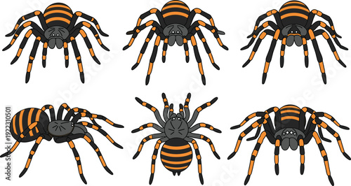Flat vector illustration set of dangerous tarantula spider collection with various poses and orange black stripes for wildlife nature predator and Halloween concept.