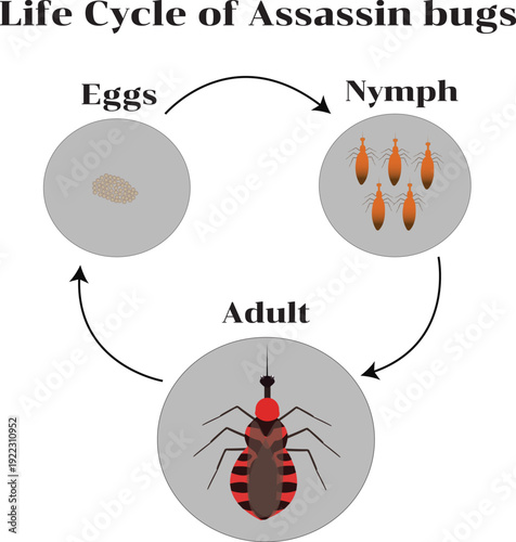 Detailed vector illustration showing the life cycle of assassin bugs, from egg cluster to nymph stages and adult form, designed for educational and scientific use.