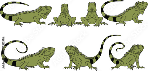 Flat vector illustration set of green iguana collection with various poses including side and front view for tropical reptile wildlife nature and exotic pet.
