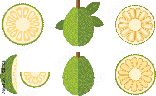 Flat vector illustration set of fresh green jackfruit fruit collection whole and sliced with cross section view for tropical food ingredient and agriculture.