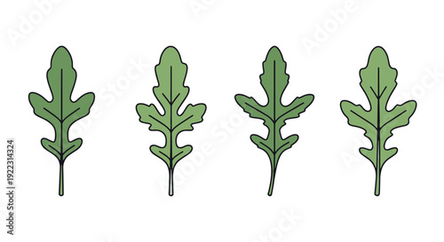 Arugula leaf Line modern color design illustration