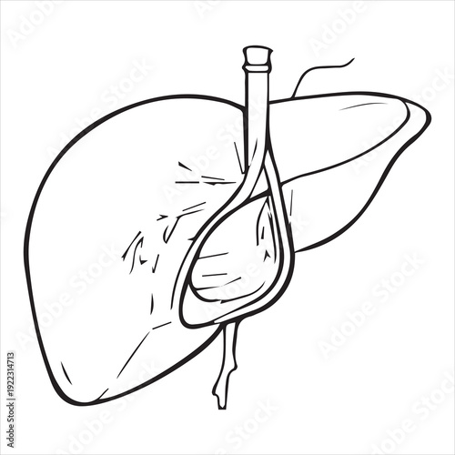Vector line set of human lungs icon logo sign