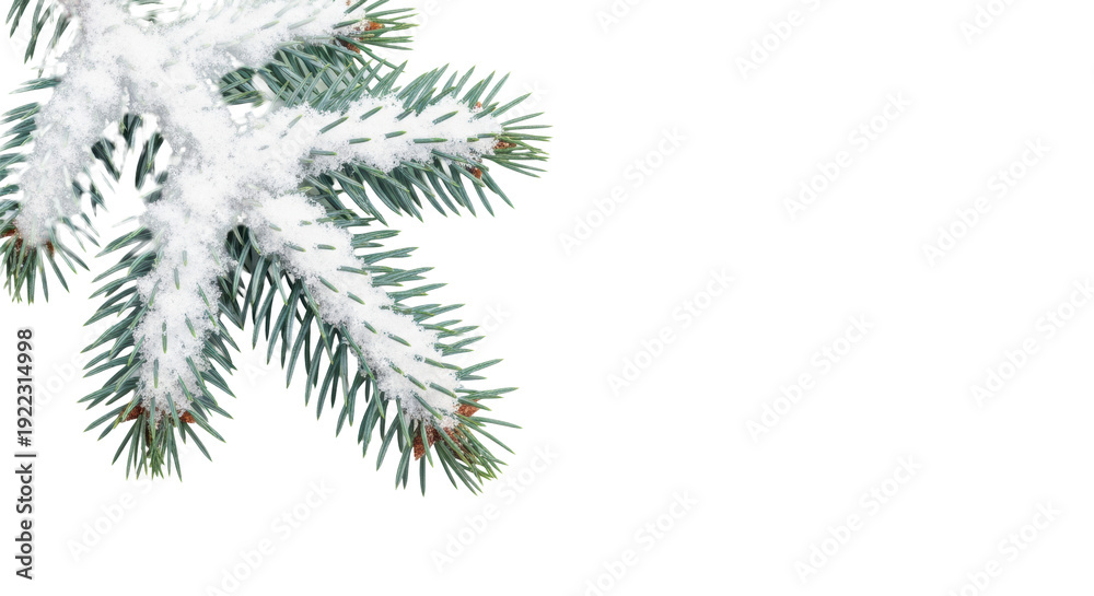 Obraz premium macro photo of an elegant blue-green fir branch heavily laden with sparkling artificial snow against a transparent background with ample copy space, sophisticated winter holiday concept
