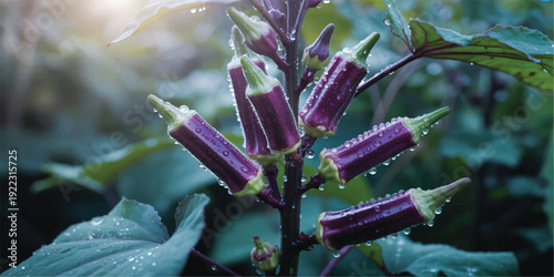 Fresh purple okra pods with water droplets on green leaves in garden