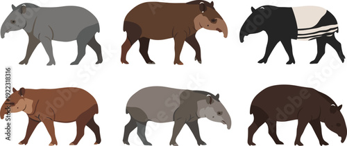 Flat vector illustration set of diverse tapir animal characters in various colors and poses like walking and grazing for South American wildlife nature concept.