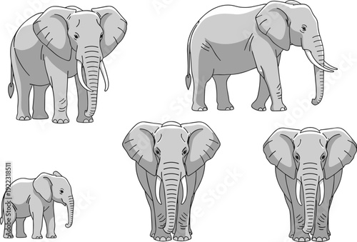 Flat vector illustration set of gray elephant characters including adult and baby elephants in various poses like walking and standing for safari wildlife concept.