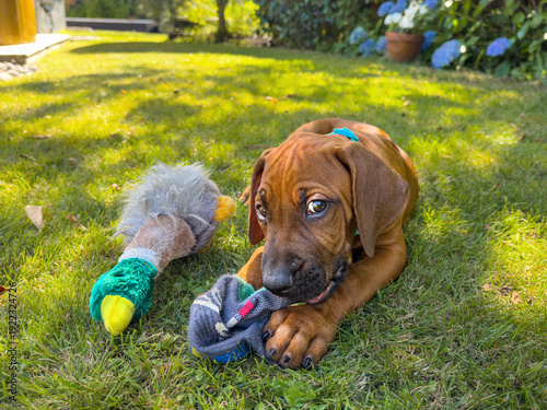 Wallpaper Mural Cute naughty 8-week-old Rhodesian Ridgeback puppy chewing a sock instead of his duck toy, on grass in summer. Torontodigital.ca