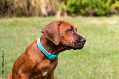 Wallpaper Mural Portrait of purebred Rhodesian Ridgeback puppy in profile view, with background of grass lawn. Torontodigital.ca