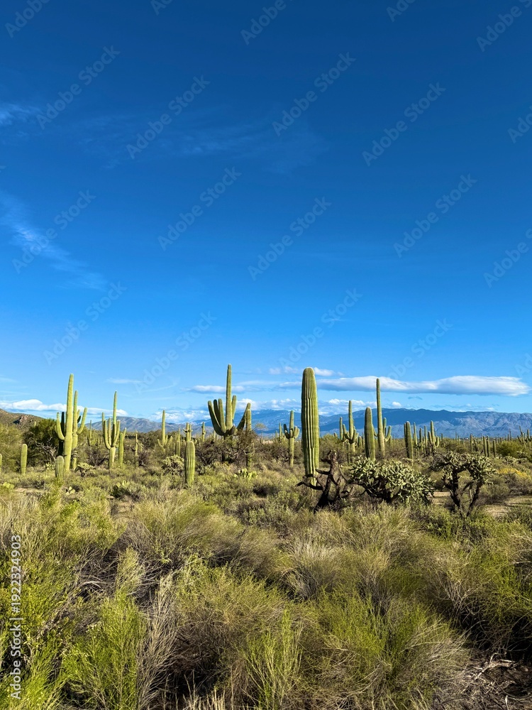 Fototapeta premium Saguaro cactus forest and mountains, Sonoran Desert, Arizona