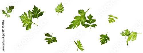 Creative art collage of flying green leaves isolated on white background. Concept of fresh culinary herbs, spring nature, organic cooking ingredients and healthy vegan food.