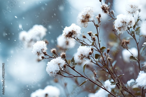 Fluffy winter blooms covered in pristine white snowflakes against a blurred blue and gray backdrop, creating a serene and cozy winter atmosphere with gentle snow falling