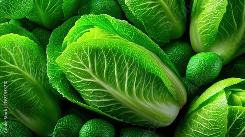 Fresh Vibrant Green Romaine Lettuce and Savoy Cabbage Leaves