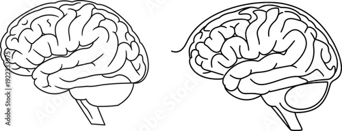 Human brain anatomy illustration