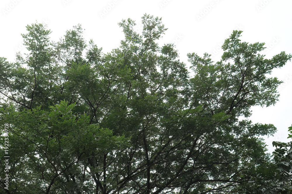 Fototapeta premium Fine Leaf Canopy Against Bright Atmosphere. Delicate Treetop Texture In Soft Daylight. Airy Arboreal Silhouette Over Pale Sky. Natural Crown Pattern From Low Angle