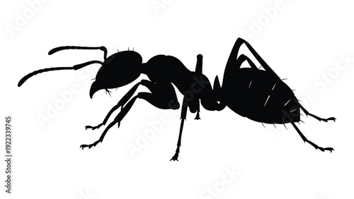 A black silhouette of an ant on a white background isolated on white background, Vector