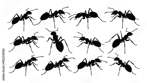 A group of ants are gathered together in a line isolated on white background, Vector