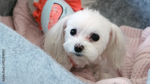 White Dog in Clothing Sitting in Gray Box Looking at Camera. Pet Minimalism, Candid Animal Portrait.