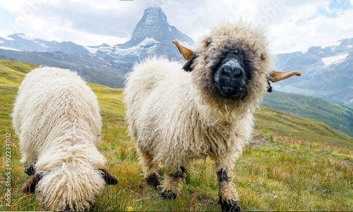 Vászonkép Valais Blacknose Sheep Grazing in the Swiss Alps with Matterhorn in Background