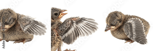 Photos Set of three realistic baby bird fledglings showing developing feathers and begg