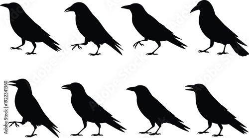 Crow raven bird silhouettes collection, black corvid wildlife set flat vector illustration isolated icon logo design elements