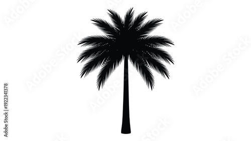 A black silhouette of a palm tree on a white background isolated on white background, Vector