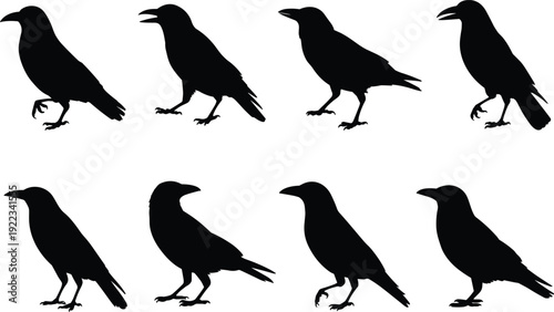 Crow raven bird silhouettes set, black corvid collection flat vector illustration isolated icon logo design elements