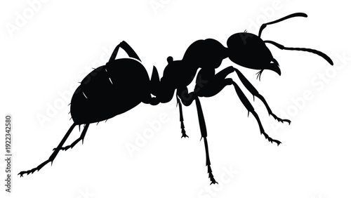 A black silhouette of an ant on a white background isolated on white background, Vector