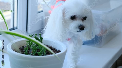 Small White Dog in Clothing Standing on White Windowsill Looking Down. Pet Minimalism, Urban Pet Scene.
