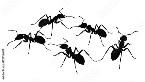 A group of ants walking in a line on a white background isolated on white background, Vector