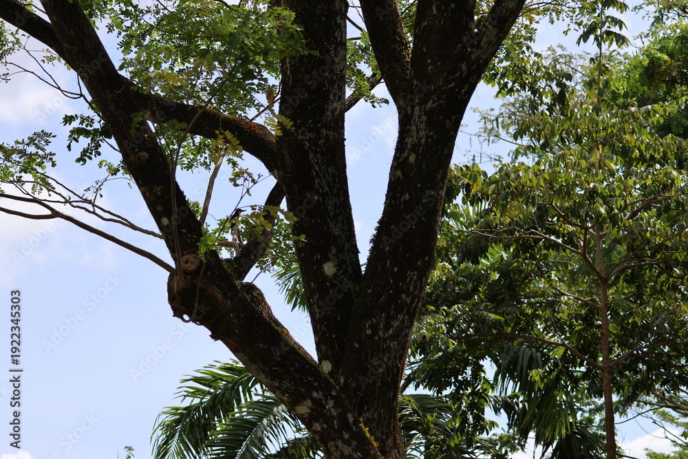 Fototapeta premium White and Chocolate Brown Bird - White-throated Kingfisher/White-breasted Kingfisher (Halcyon smyrnensis) perched on a tree branch amidst the wind, under the bright morning sunlight.