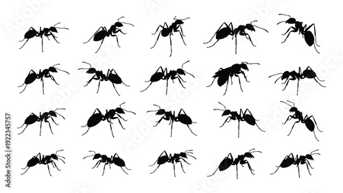 A group of ants in various movement positions isolated on white background, Vector