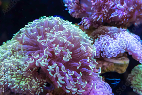 Schilderij op canvas feeler of actinia or sea anemone in sea with coral Reef in Sunlightmarine aquarium