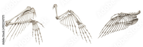 Tableau sur toile Set of three bird wing skeletons showing detailed bone structure and wing joint