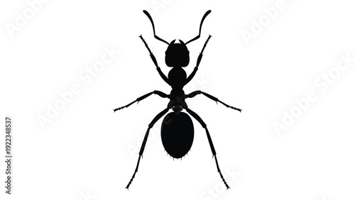 A black silhouette of an ant on a white background isolated on white background, Vector