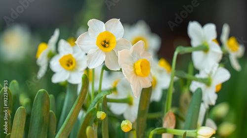 Принти на полотні daffodils or narcissus blooming for chinese new year