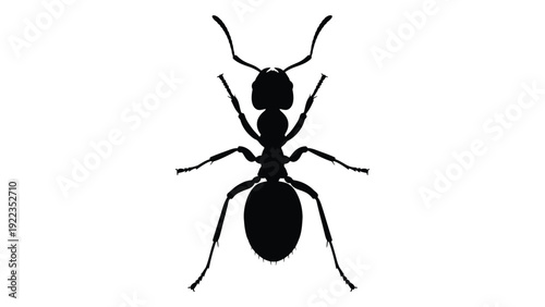 A black silhouette of an ant on a white background isolated on white background, Vector