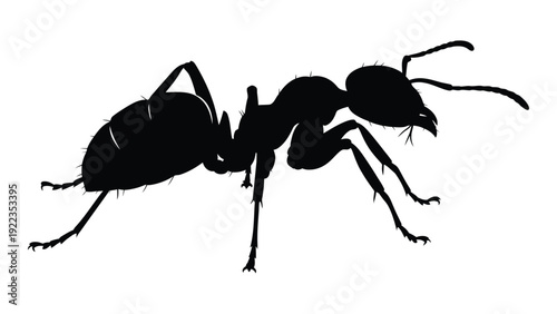 A black silhouette of an ant on a white background isolated on white background, Vector