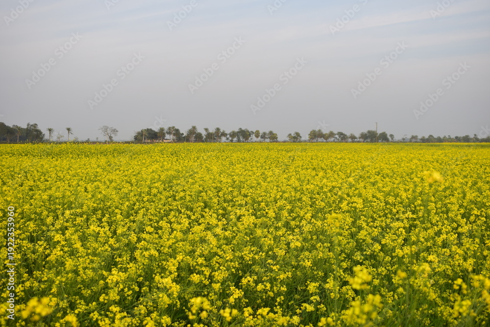 Fototapeta premium Yellow Mustard Flower Field - A Golden Carpet across the Countryside. A yellow mustard flower field transforms the rural landscape into a glowing sea of gold.