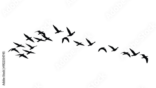 A flock of birds flying in formation isolated on white background, Vector