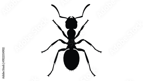 A black silhouette of an ant on a white background isolated on white background, Vector