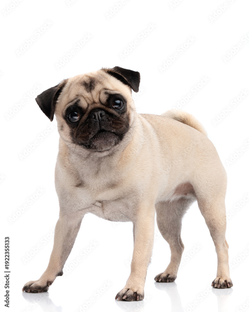 Obraz premium Curious pug dog standing and looking forward