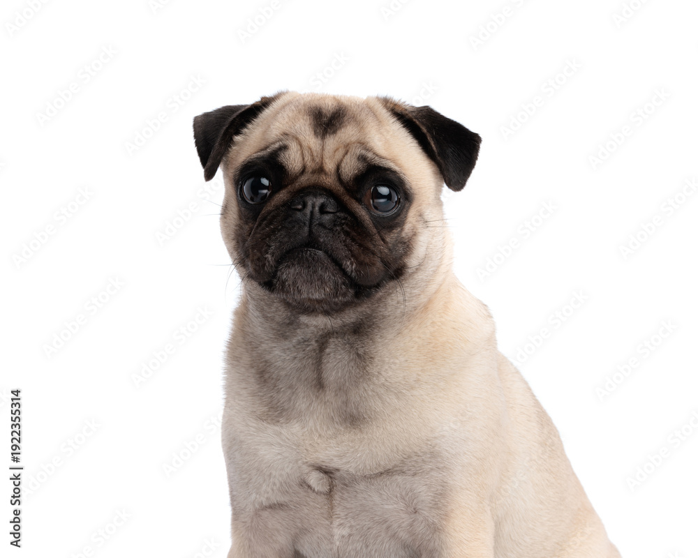Obraz premium Cute fawn pug dog sitting and looking forward