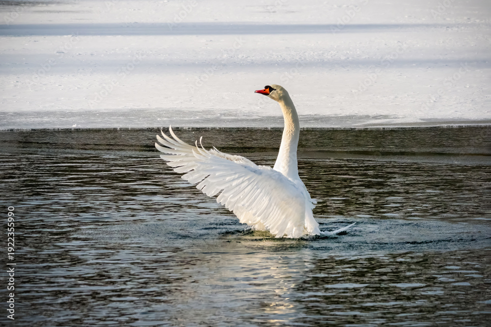 Fototapeta premium A swan is standing in the water with its wings spread out.
