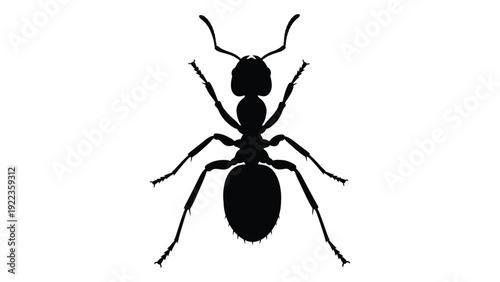 A black silhouette of an ant on a white background isolated on white background, Vector