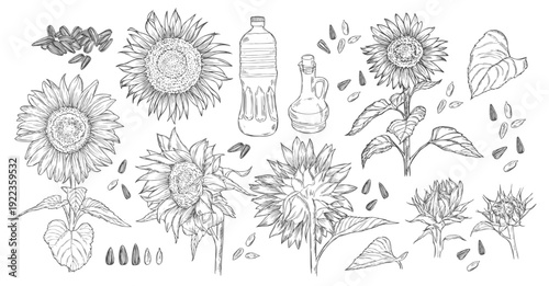 Sunflower sketch, realistic hand drawing, vector illustration, engraving style