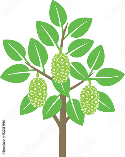 Noni fruit tree logo. Isolated noni fruit tree on white background