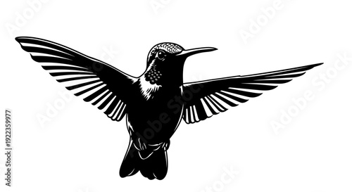 Stunning black hummingbird in mid flight with wings spread wide